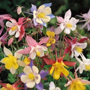 Mckana Giants Aquilegia Flower Seeds