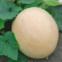 Melonowa Zolta Pumpkin Seeds