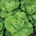 Merveille D'Hiver  Lettuce Seeds