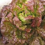 Merveille Des Quarte Saisons Lettuce Seeds