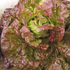 Merveille Des Quarte Saisons Lettuce Seeds