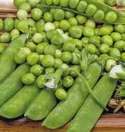 Meteor Round Pea Seeds