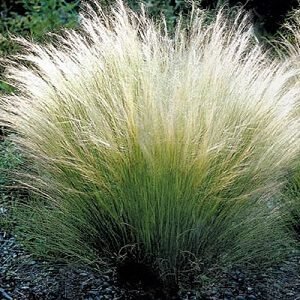 Mexican Feather Grass Seeds