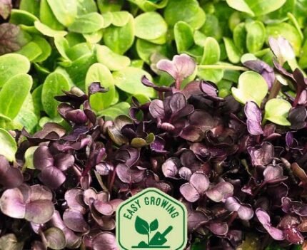 Micro Greens Seeds Mix