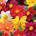 Mignon Mix Dahlia Seeds