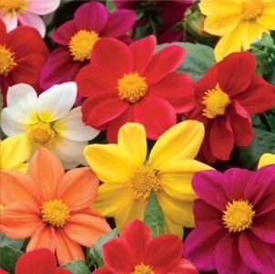 Mignon Mix Dahlia Seeds