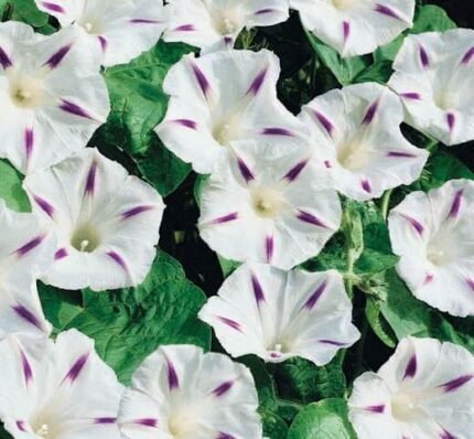 Milky Way Tall Morning Glory Seeds