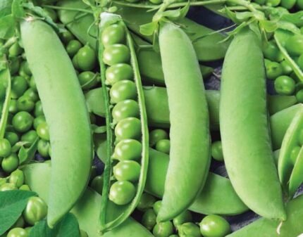 Milor Wrinkled Pea Seeds