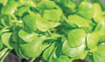 Miner's Lettuce Seeds