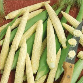 Minigold Sweet Corn Seeds