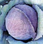 Mohykan H Red Cabbage Seeds