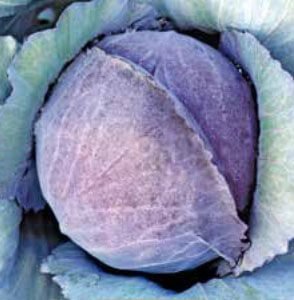 Mohykan H Red Cabbage Seeds
