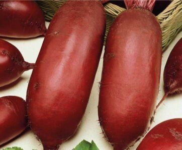 Monorubra Beetroot Seeds