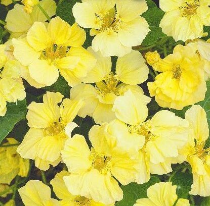 Moonlight Nasturtium Seeds