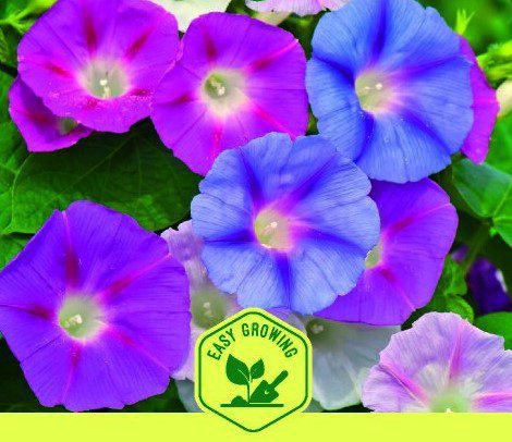 Morning Glory Flower Seeds Morning Glory Flower Seeds