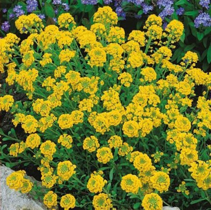 Mountain Alyssum Seeds