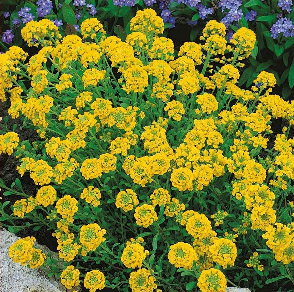 Mountain Alyssum Seeds Mountain Alyssum Seeds