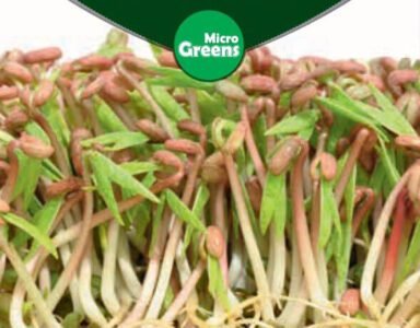 Mung Bean Micro Greens Seeds