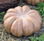 Muscade De Provence Musk Pumpkin Seeds