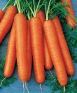 Nantes 3 Carrot Seeds