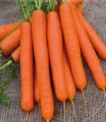 Nantes 5 Carrot Seeds