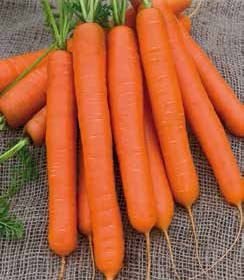 Nantes 5 Carrot Seeds
