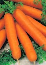 Nantese 2 Organic Carrot Seeds