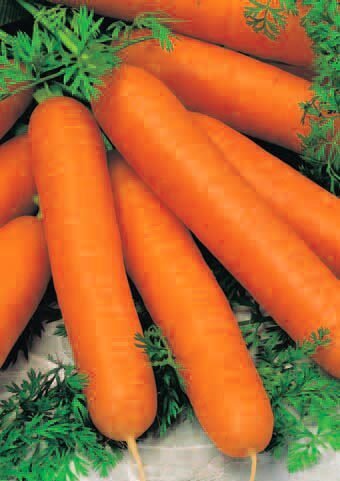 Nantese 2 Organic Carrot Seeds Nantese 2 Organic Carrot Seeds