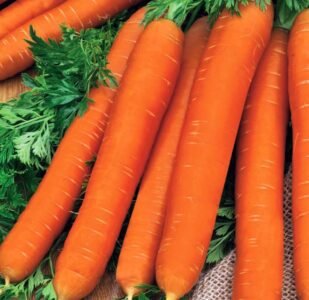 Naomi Carrot Seeds