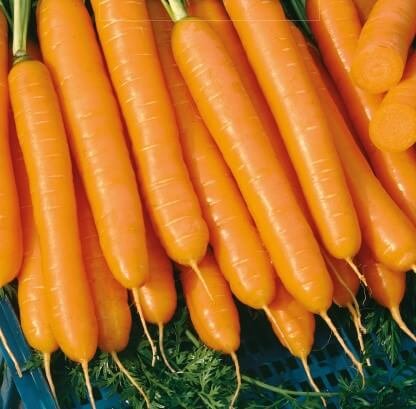 Napoli H Carrot Seeds