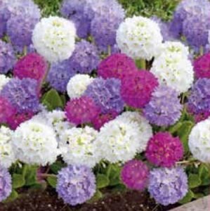 Nepal Primrose Drustick Seeds