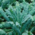 Nero Di Toscana Curly Kale Seeds