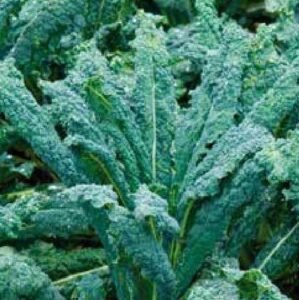 Nero Di Toscana Curly Kale Seeds