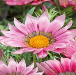 New Day Pink Shades Gazania Seeds