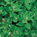 New Zealand Spinach Seeds
