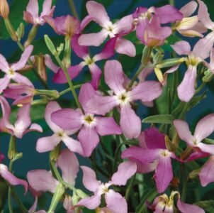 Night Scented Stock Rose Seeds