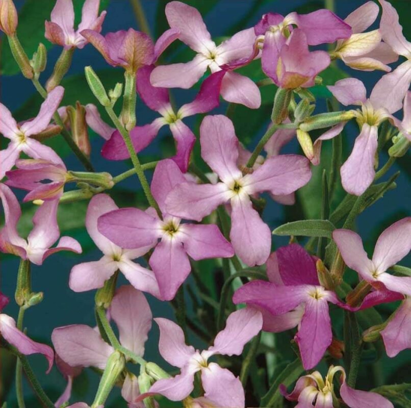 Night Scented Stock Rose Seeds