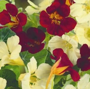 Night & Day Dwarf Nasturtium Flower Seeds