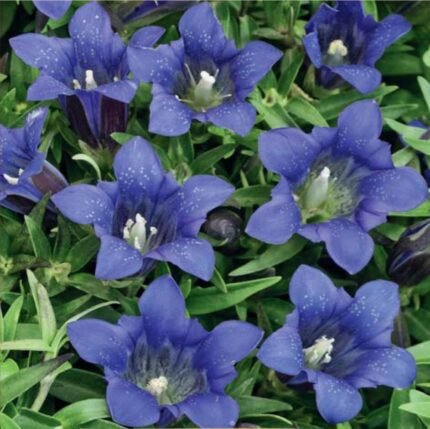 Nikita Gentian Flower Seeds