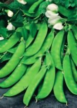 Norli Organic Sugar Peas Seeds