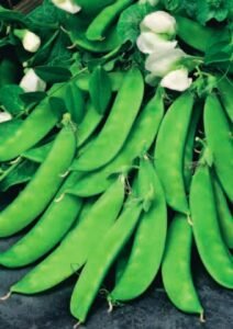 Norli Organic Sugar Peas Seeds