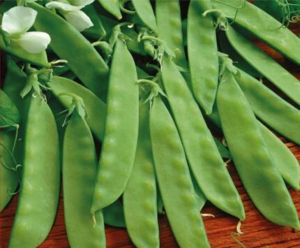 Norli Sugar Pea Seeds