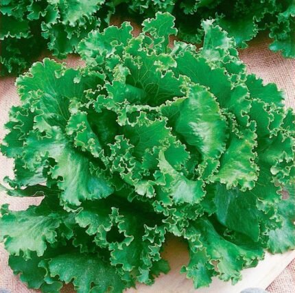 Nuance Endive Seeds