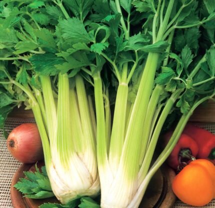 Nuget Celery Seeds