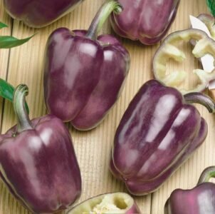 Oda Sweet Pepper Seeds