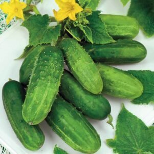 Odys H Gherkin Cucumber Seeds