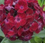 Oeschberg Sweet William Seeds