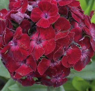 Oeschberg Sweet William Seeds