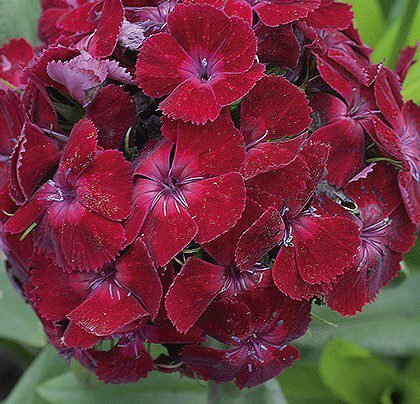 Oeschberg Sweet William Seeds