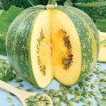 Olga Squash Seeds